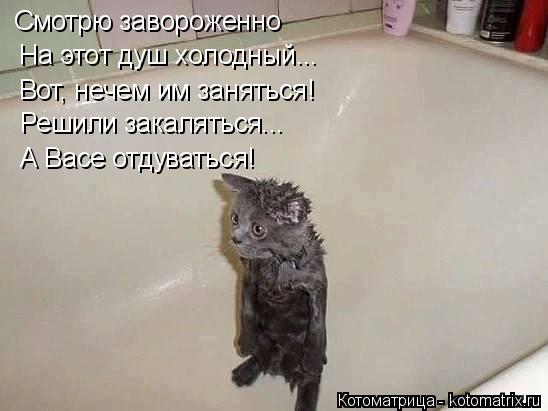 Котоматрица: Смотрю завороженно На этот душ холодный... Вот, нечем им заняться! Решили закаляться... А Васе отдуваться!