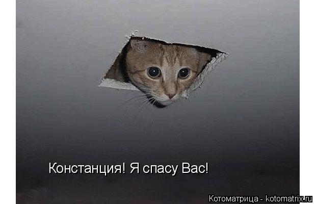 Котоматрица: Констанция! Я спасу Вас!
