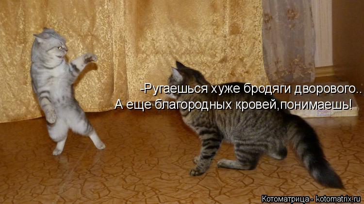 Котоматрица: -Ругаешься хуже бродяги дворового.. А еще благородных кровей,понимаешь!