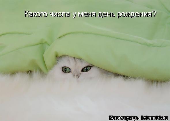 Котоматрица: Какого числа у меня день рождения?