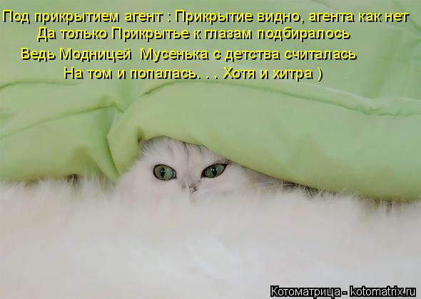 Котоматрица: Под прикрытием агент : Прикрытие видно, агента как нет Да только Прикрытье к глазам подбиралось Ведь Модницей  Мусенька с детства считалась