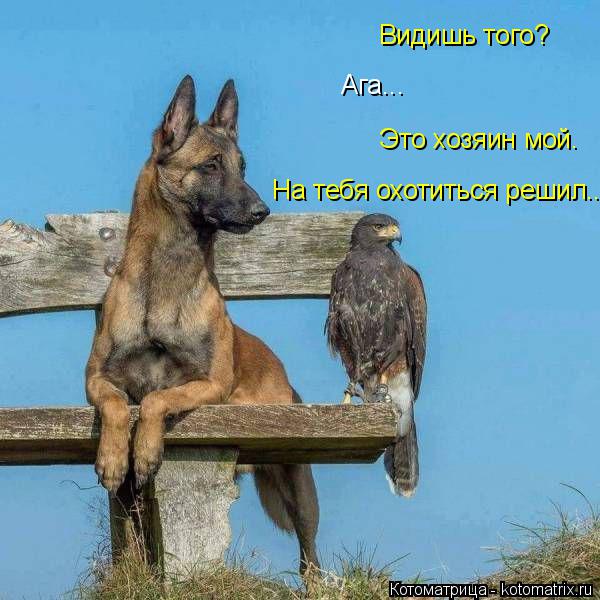 Котоматрица: Видишь того? Ага... Это хозяин мой.  На тебя охотиться решил...