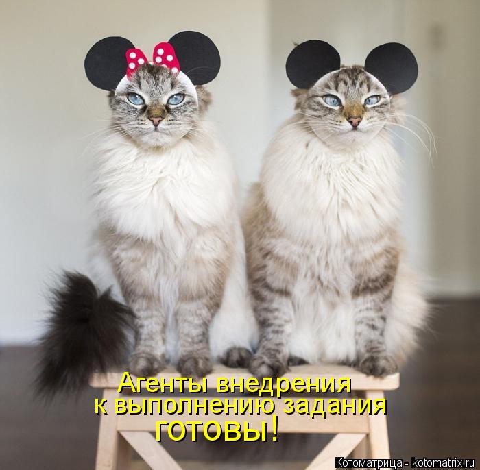 Котоматрица: Агенты внедрения к выполнению задания  готовы!