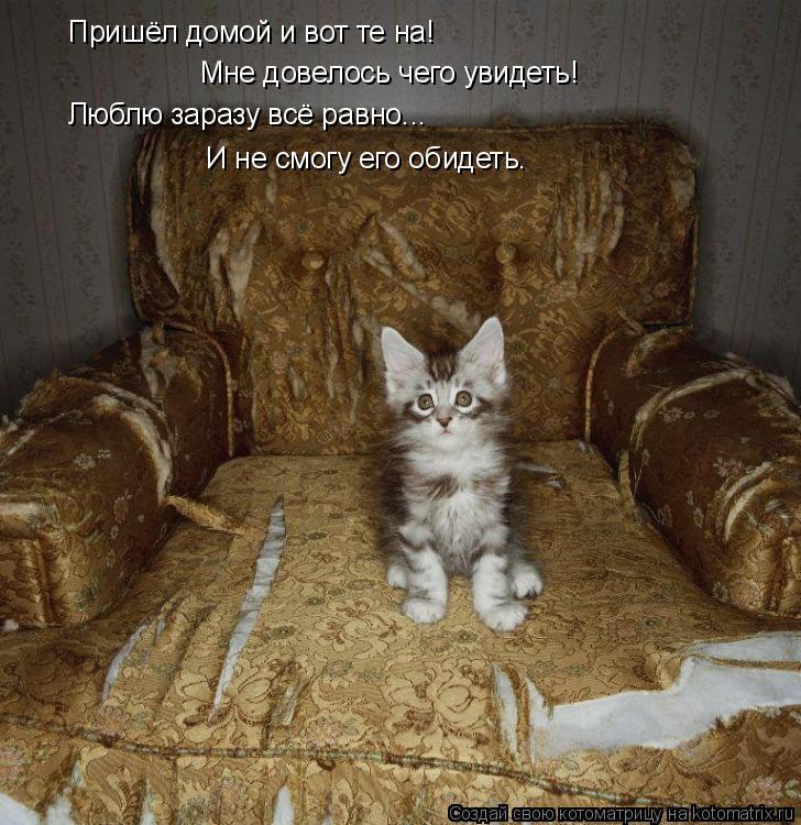 Котоматрица: Пришёл домой и вот те на! Мне довелось чего увидеть! И не смогу его обидеть. Люблю заразу всё равно...