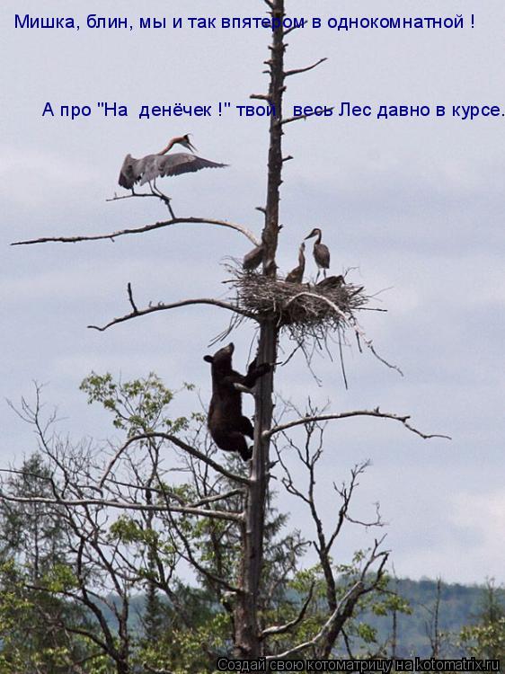 Котоматрица: Мишка, блин, мы и так впятером в однокомнатной !  А про "На  денёчек !" твой   весь Лес давно в курсе.