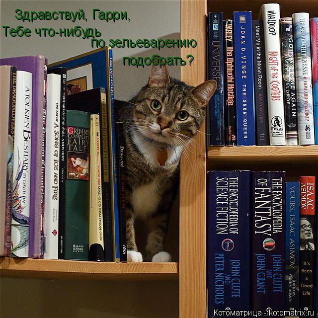 Котоматрица: Здравствуй, Гарри, Тебе что-нибудь  по зельеварению подобрать?