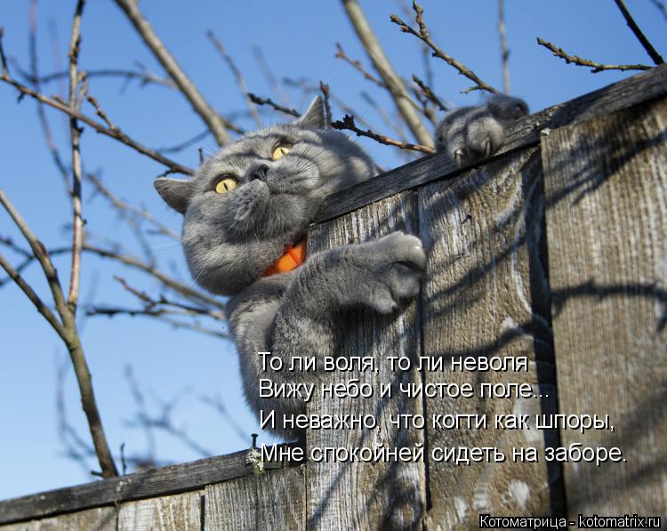 Котоматрица: То ли воля, то ли неволя Вижу небо и чистое поле... И неважно, что когти как шпоры, Мне спокойней сидеть на заборе.