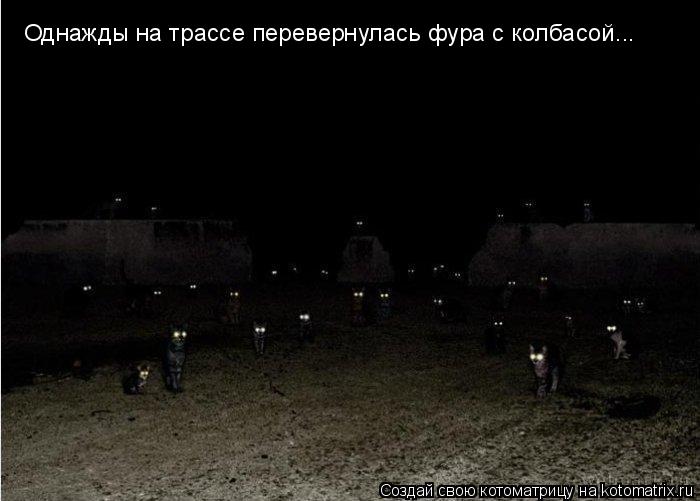 Котоматрица: Однажды на трассе перевернулась фура с колбасой...