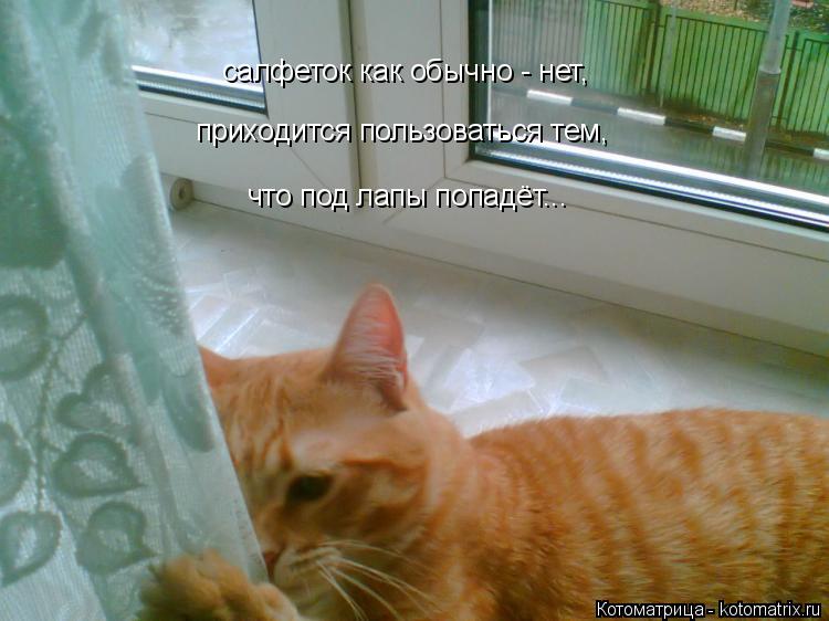 Котоматрица: салфеток как обычно - нет, приходится пользоваться тем, что под лапы попадёт...