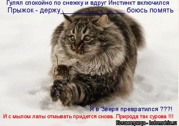 Котоматрица: Гулял спокойно по снежку и вдруг Инстинкт включился  Прыжок - держу________________ боюсь помять И с мылом лапы отмывать придется снова. Природа та