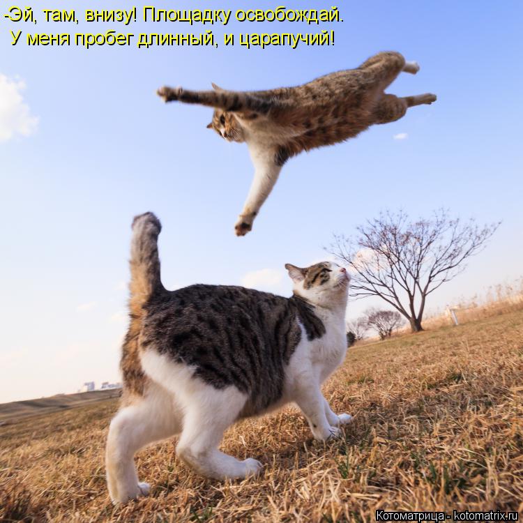 Котоматрица: -Эй, там, внизу! Площадку освобождай. У меня пробег длинный, и царапучий!