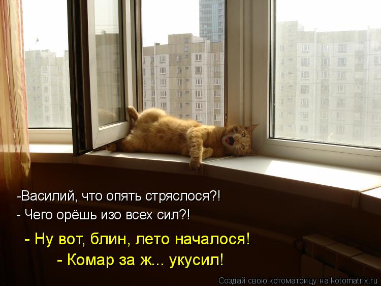 Котоматрица: -Василий, что опять стряслося?! - Чего орёшь изо всех сил?! - Ну вот, блин, лето началося! - Комар за ж... укусил!