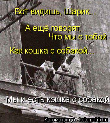 Котоматрица: Вот видишь, Шарик... А ещё говорят, Что мы с тобой  Как кошка с собакой... Мы и есть кошка с собакой