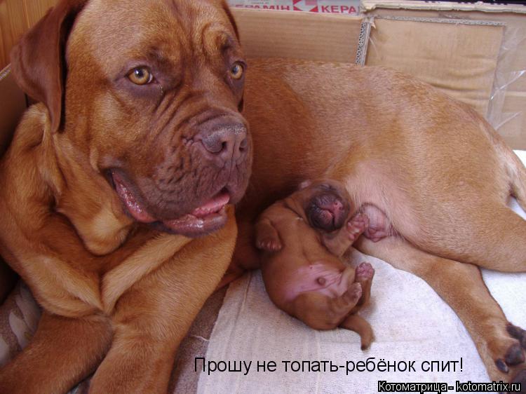 Котоматрица: Прошу не топать-ребёнок спит!