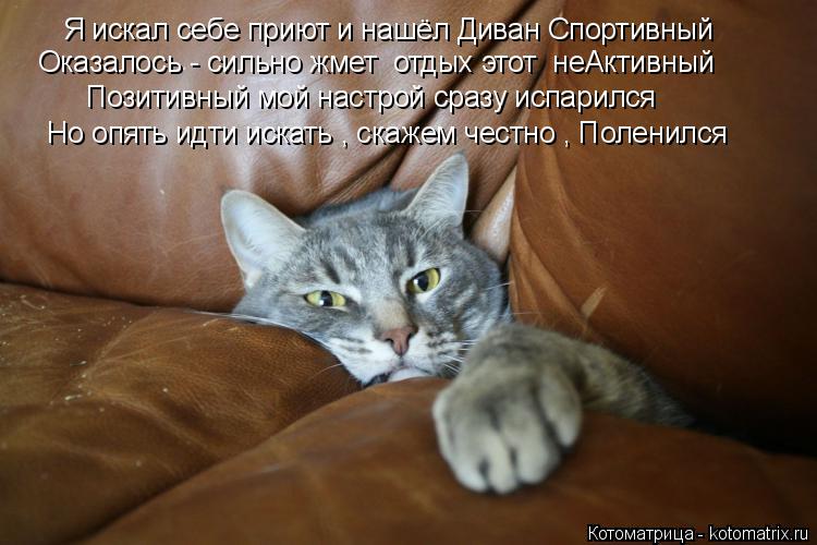 Котоматрица: Я искал себе приют и нашёл Диван Спортивный Позитивный мой настрой сразу испарился Но опять идти искать , скажем честно , Поленился Оказало