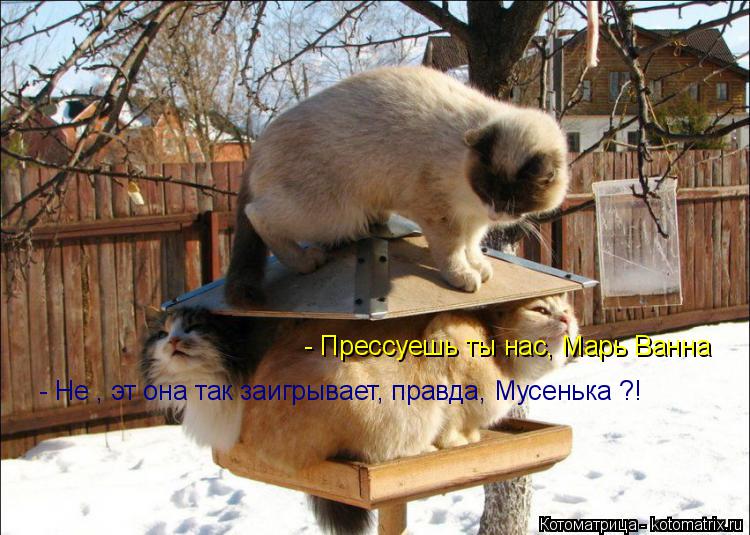 Котоматрица: - Прессуешь ты нас, Марь Ванна - Не , эт она так заигрывает, правда, Мусенька ?!