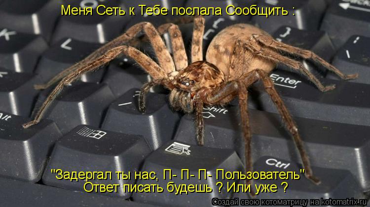 Котоматрица: Меня Сеть к Тебе послала Сообщить : "Задергал ты нас, П- П- П- Пользователь" Ответ писать будешь ? Или уже ?