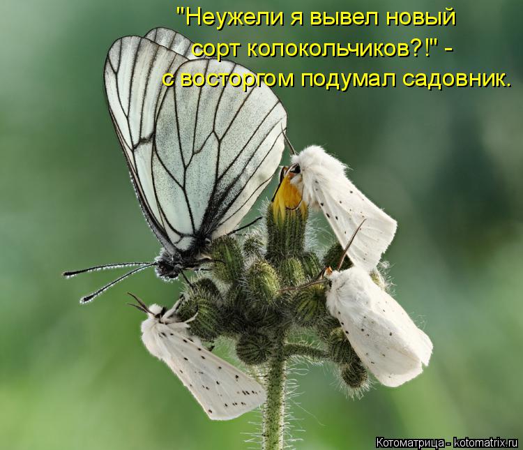 Котоматрица: "Неужели я вывел новый с восторгом подумал садовник. сорт колокольчиков?!" -