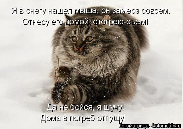 Котоматрица: Я в снегу нашел мыша, он замерз совсем. Отнесу его домой, отогрею-съем! Да не бойся, я шучу! Дома в погреб отпущу!