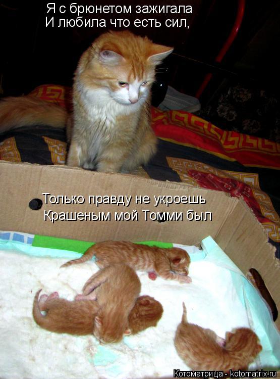 Котоматрица: Я с брюнетом зажигала И любила что есть сил, Только правду не укроешь Крашеным мой Томми был