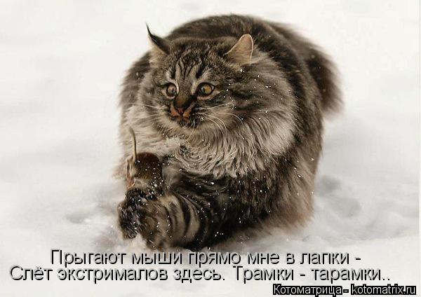 Котоматрица: Прыгают мыши прямо мне в лапки - Слёт экстрималов здесь. Трамки - тарамки..