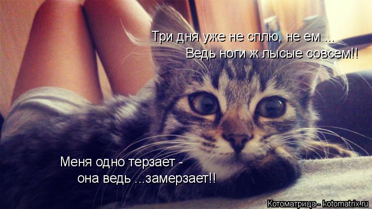 Котоматрица: Три дня уже не сплю, не ем ... Ведь ноги ж лысые совсем!! Меня одно терзает -  она ведь ...замерзает!!