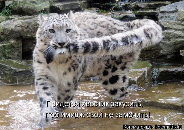 Котоматрица: чтоб имидж свой не замочить! Придется хвостик закусить,
