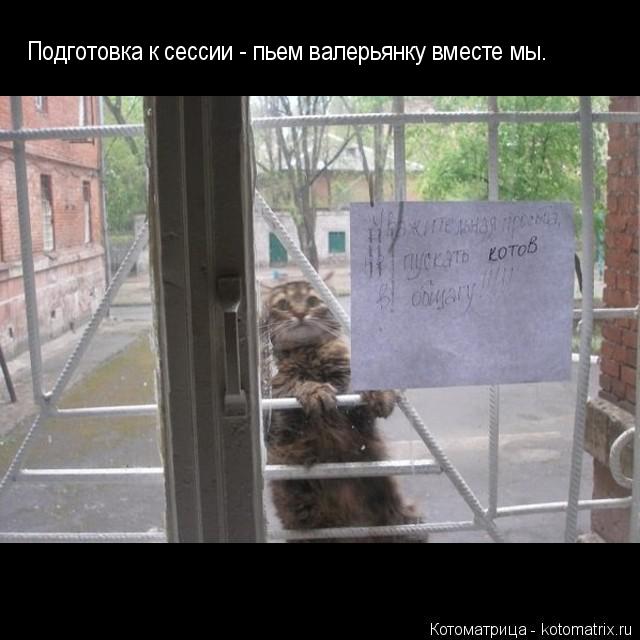 Котоматрица: Подготовка к сессии - пьем валерьянку вместе мы.