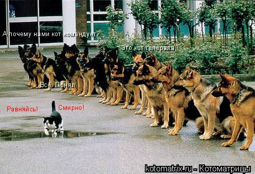 Котоматрица: Равняйсь! Смирно! А почему нами кот командует? Это кот генерала Всё. Понял