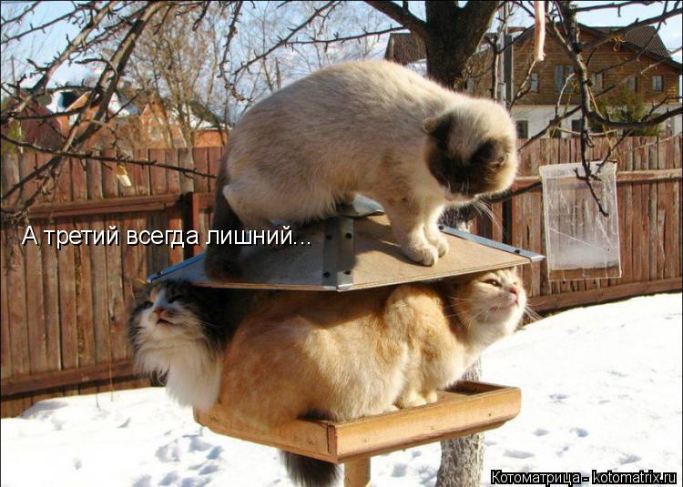 Котоматрица: А третий всегда лишний...