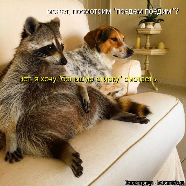 Котоматрица: может, посмотрим "поедем поедим"? нет, я хочу "большую стирку" смотреть...