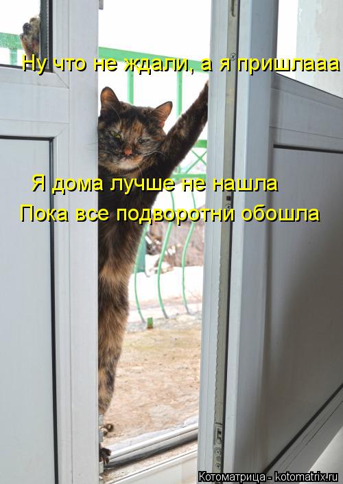 Котоматрица: Ну что не ждали, а я пришлааа Я дома лучше не нашла Пока все подворотни обошла