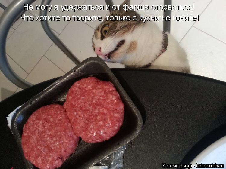 Котоматрица: Что хотите то творите, только с кухни не гоните! Не могу я удержаться и от фарша оторваться!