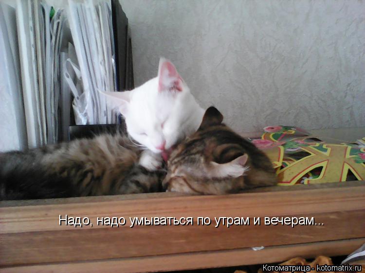 Котоматрица: Надо, надо умываться по утрам и вечерам...