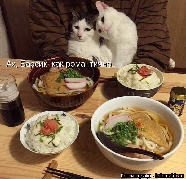 Котоматрица: Ах, Барсик, как романтично...