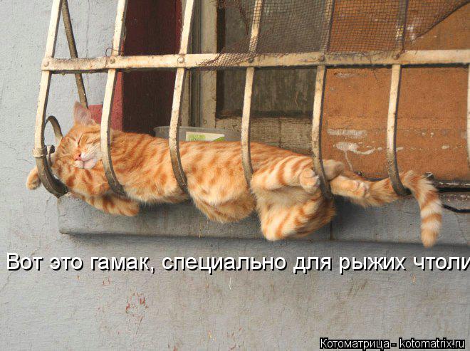 Котоматрица: Вот это гамак, специально для рыжих чтоли?