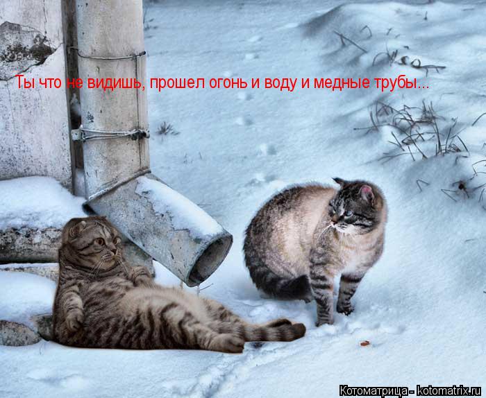 Котоматрица: Ты что не видишь, прошел огонь и воду и медные трубы...