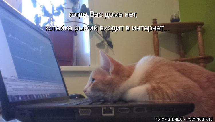 когда Вас дома нет, котейка рыжий входит в интернет...... Котоматрица: когда Вас дома нет, котейка рыжий входит в интернет...