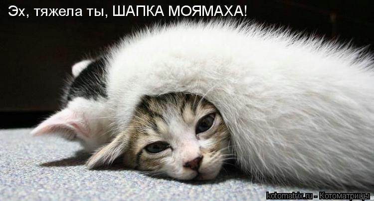 Котоматрица: Эх, тяжела ты, ШАПКА МОЯМАХА!