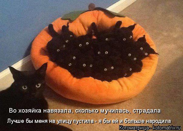 Лучше бы меня на улицу пустила - я бы ей и больше народила Во хозяйка навязала, сколько мучилась, стр... Котоматрица: Лучше бы меня на улицу пустила - я бы ей и больше народила Во хозяйка навязала, сколько мучилась, страдала