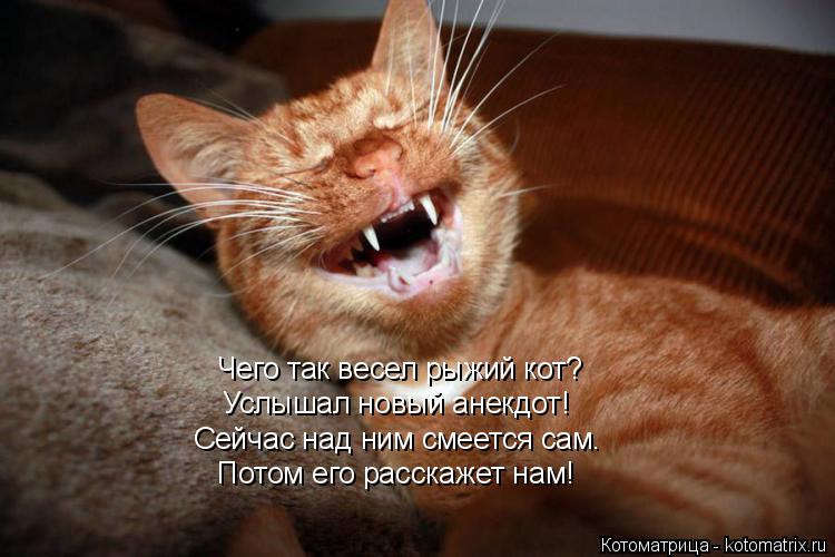 Чего так весел рыжий кот? Услышал новый анекдот! Потом его расскажет нам! Сейчас над ним смеется сам.... Котоматрица: Чего так весел рыжий кот? Услышал новый анекдот! Потом его расскажет нам! Сейчас над ним смеется сам.