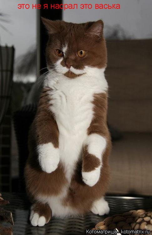 Котоматрица: это не я насрал это васька
