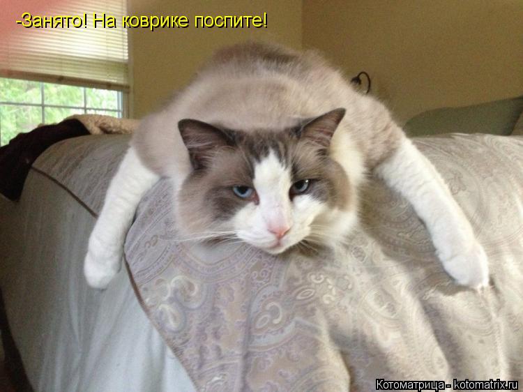 Котоматрица: -Занято! На коврике поспите!