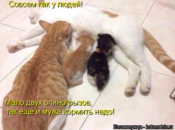 Котоматрица: Совсем как у людей! Мало двух спиногрызов,  так еще и мужа кормить надо!