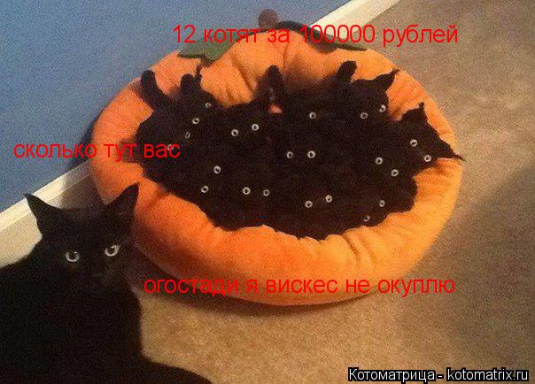 сколько тут вас 12 котят за 100000 рублей огостади я вискес не окуплю... Котоматрица: сколько тут вас 12 котят за 100000 рублей огостади я вискес не окуплю