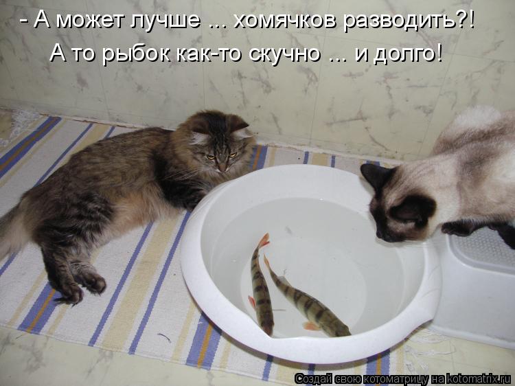 - А может лучше ... хомячков разводить?! А то рыбок как-то скучно ... и долго!... Котоматрица: - А может лучше ... хомячков разводить?! А то рыбок как-то скучно ... и долго!
