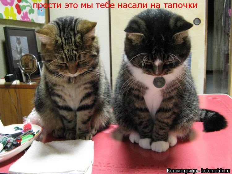 прости это мы тебе насали на тапочки... Котоматрица: прости это мы тебе насали на тапочки