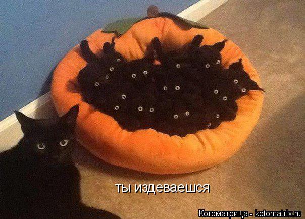 Котоматрица: ты издеваешся ты издеваешся