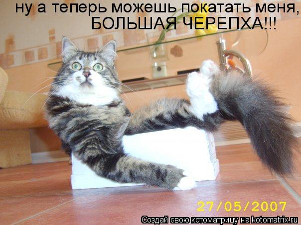 ну а теперь можешь покатать меня, БОЛЬШАЯ ЧЕРЕПХА!!!... Котоматрица: ну а теперь можешь покатать меня, БОЛЬШАЯ ЧЕРЕПХА!!!