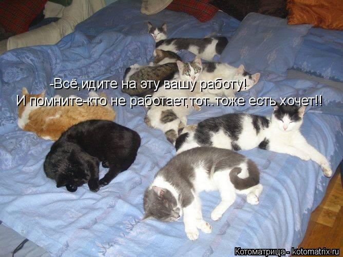 Котоматрица: -Всё,идите на эту вашу работу!  И помните-кто не работает,тот..тоже есть хочет!!